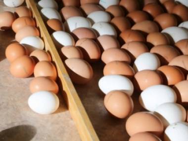 Утилизация яиц
