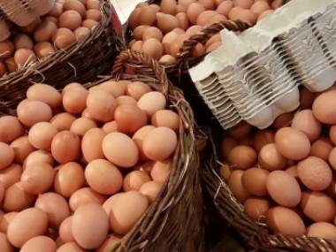 Утилизация яиц